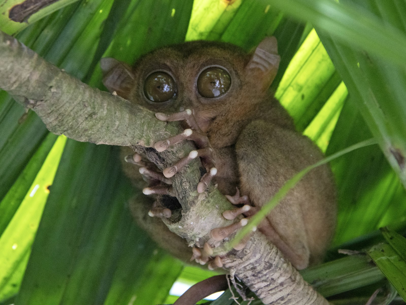 Un tarsier des Philippines agrippé à une branche, ses immenses yeux ronds