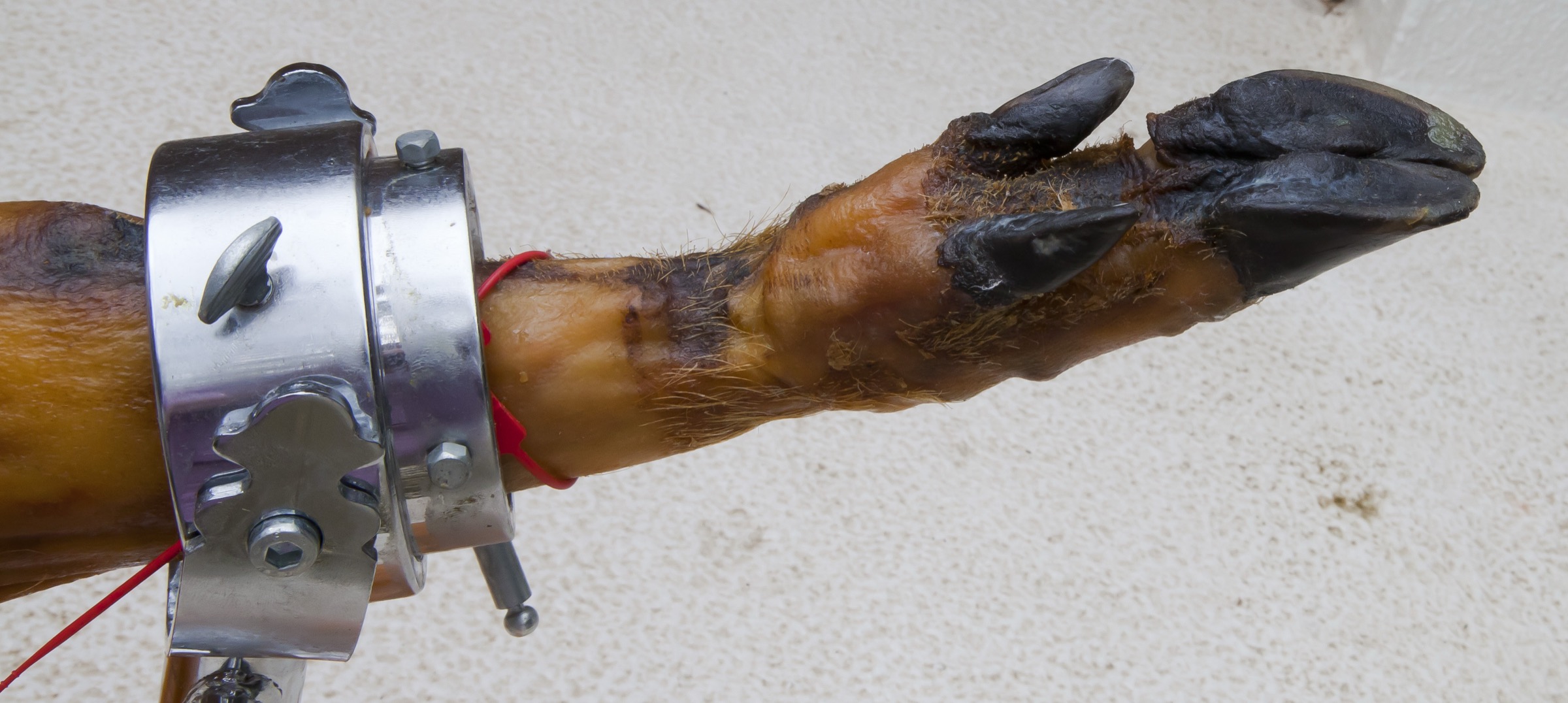 Jambon de porc ibérique (presunto de porco preto) tranché, photographié à Setúbal, Portugal