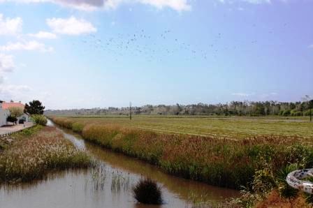 Rizières de Comporta — champs inondés en damier au milieu des pins, paysage agricole typique de l'arrière-pays de la péninsule de Tróia, Alentejo, Portugal