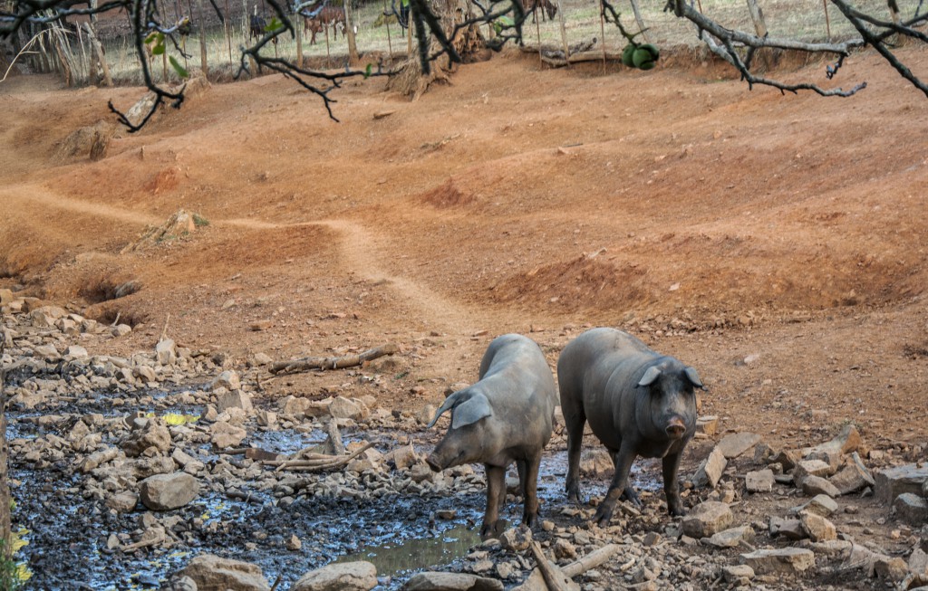Cochons ibériques pata negra dans la dehesa
