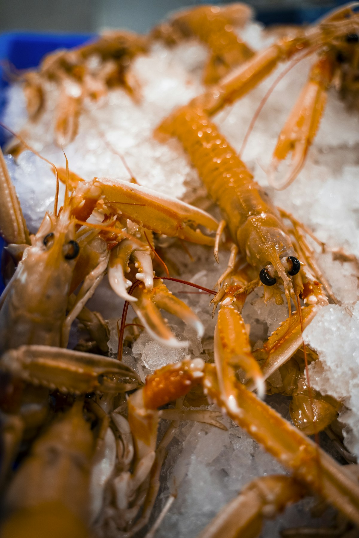 Tarbert langoustines