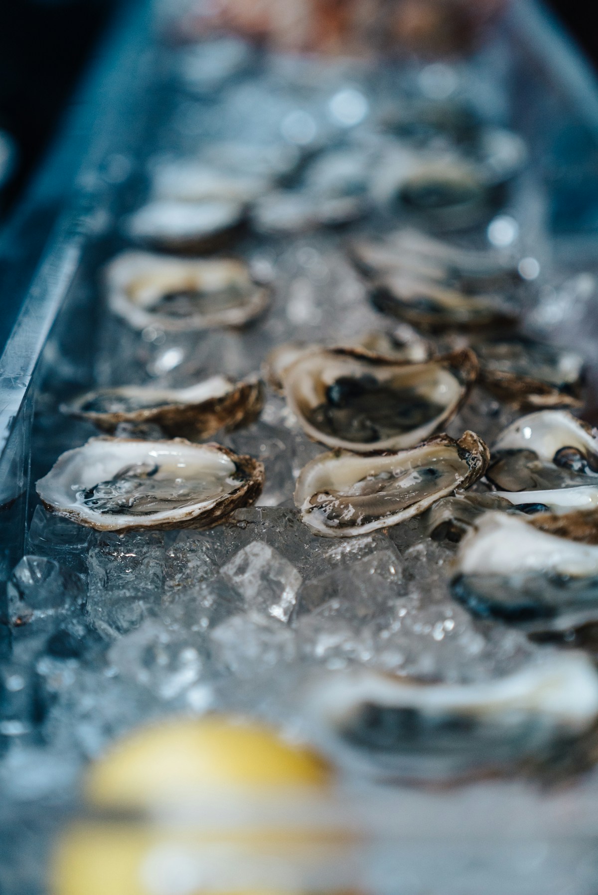Oysters by the Forth