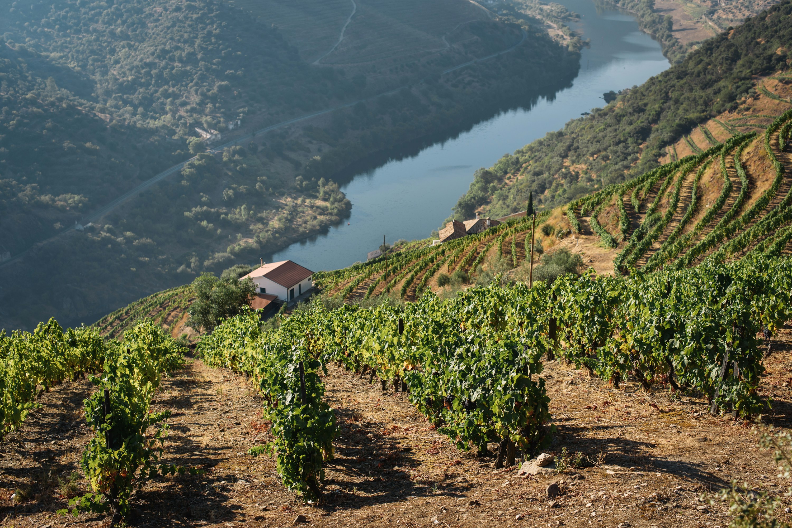 Boucle du fleuve Douro entourée de vignobles en terrasses — coteaux verdoyants et vignes descendant vers les eaux calmes du Douro, vallée viticole du Portugal.