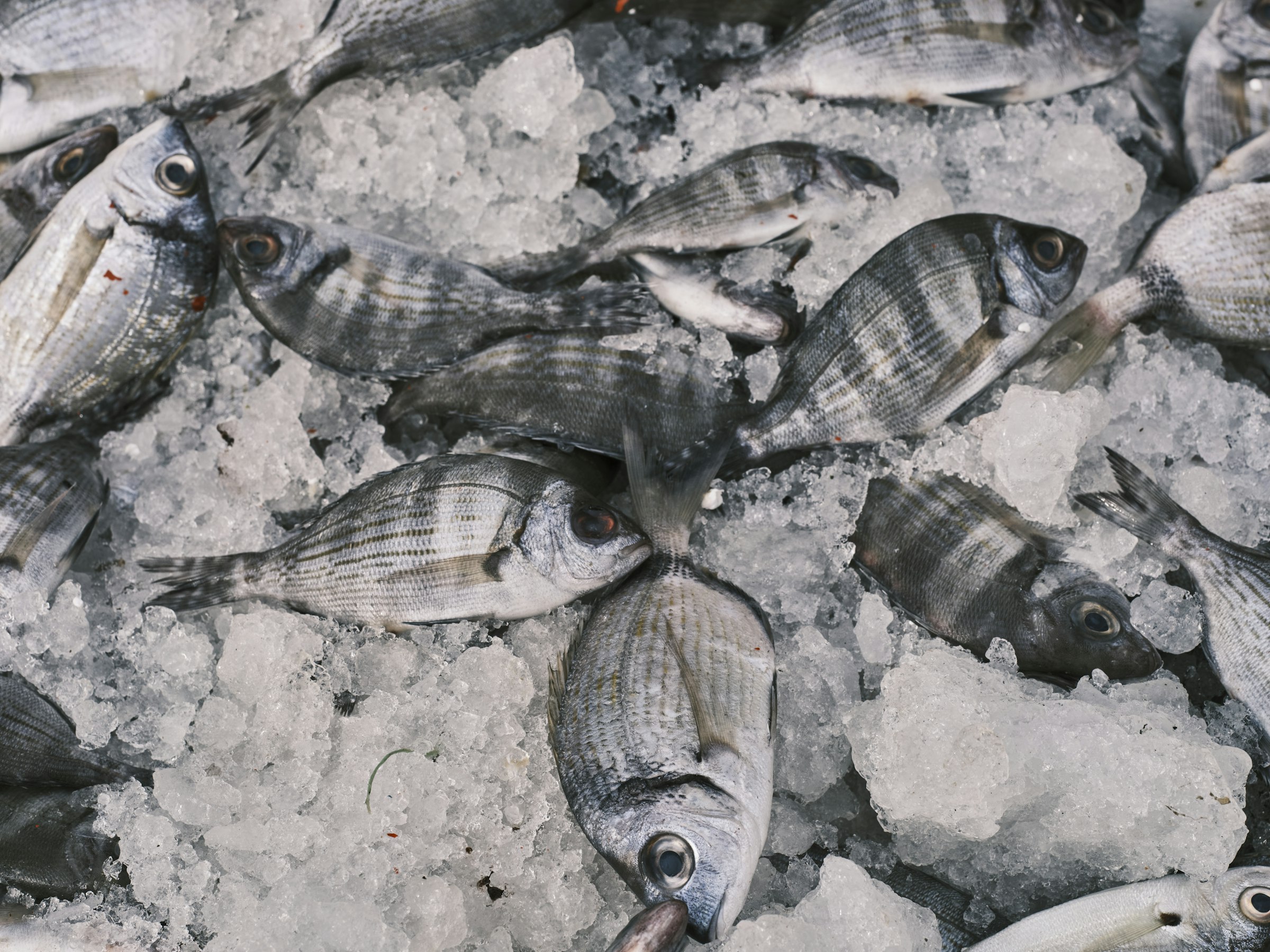 Des dorades argentées fraîches disposées sur de la glace pilée à l'étal d'un marché aux poissons.