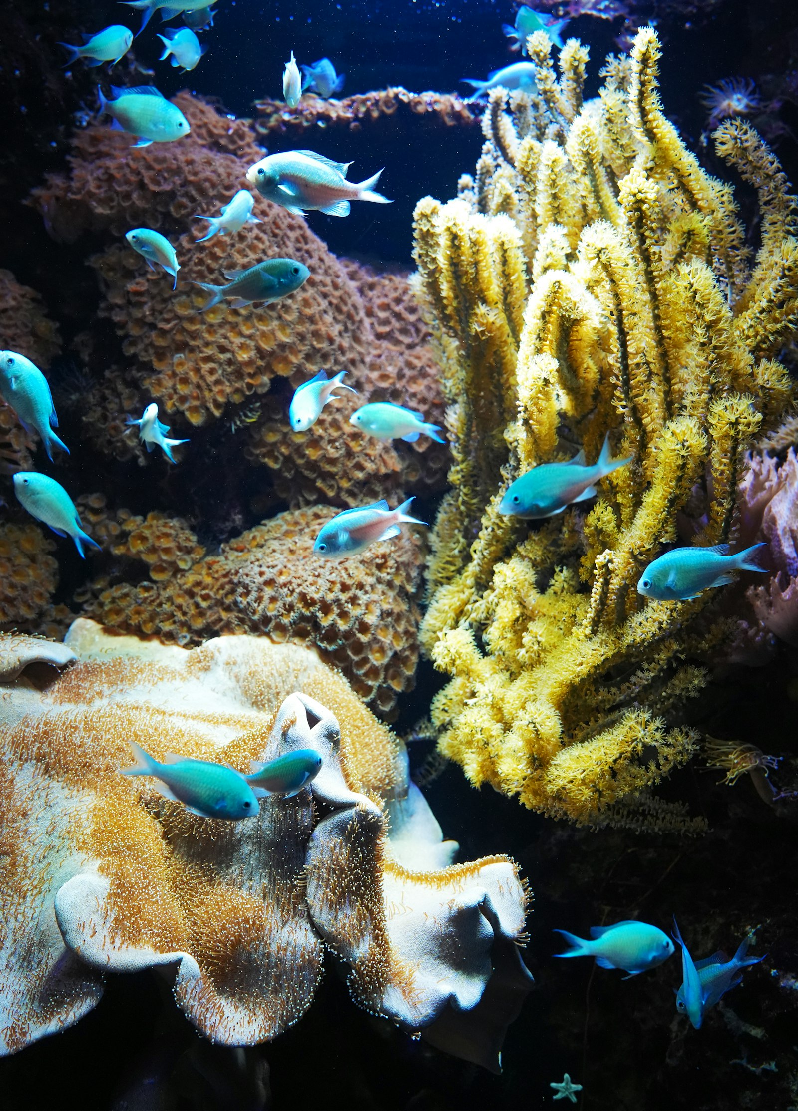 Snorkeling au-dessus d'un récif corallien peu profond grouillant de poissons tropicaux