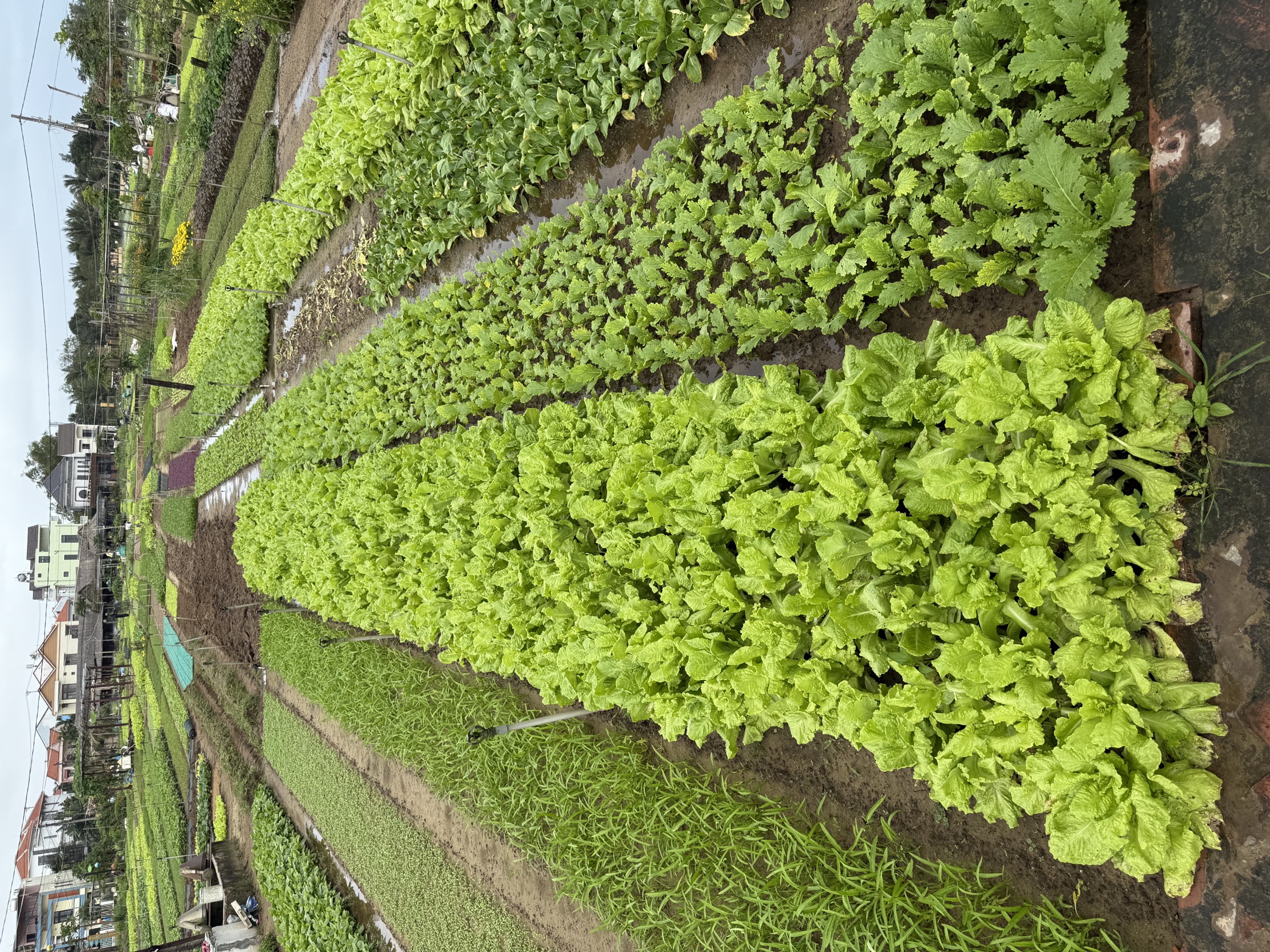 Cultures maraîchères dans la campagne de Hội An — rangées de légumes et terre cultivée, arrière-pays rural de l'île