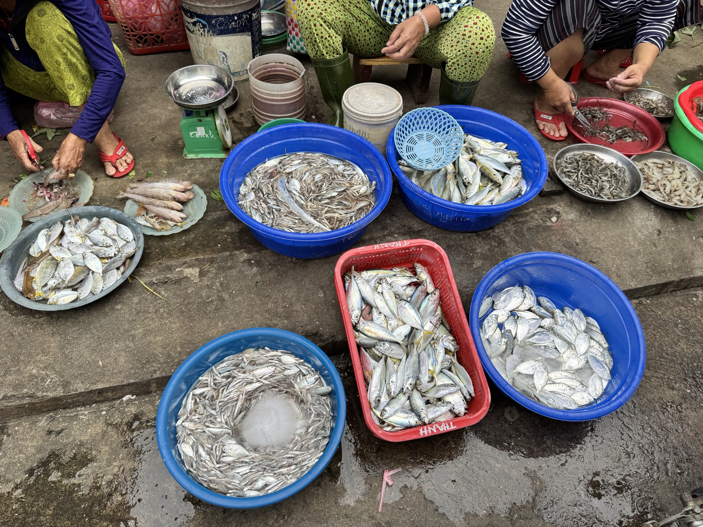 Étals de poisson frais au sol d'un marché près de Hội An — bassines bleues et rouges de petits poissons argentés, vendeuses qui trient, béton mouillé