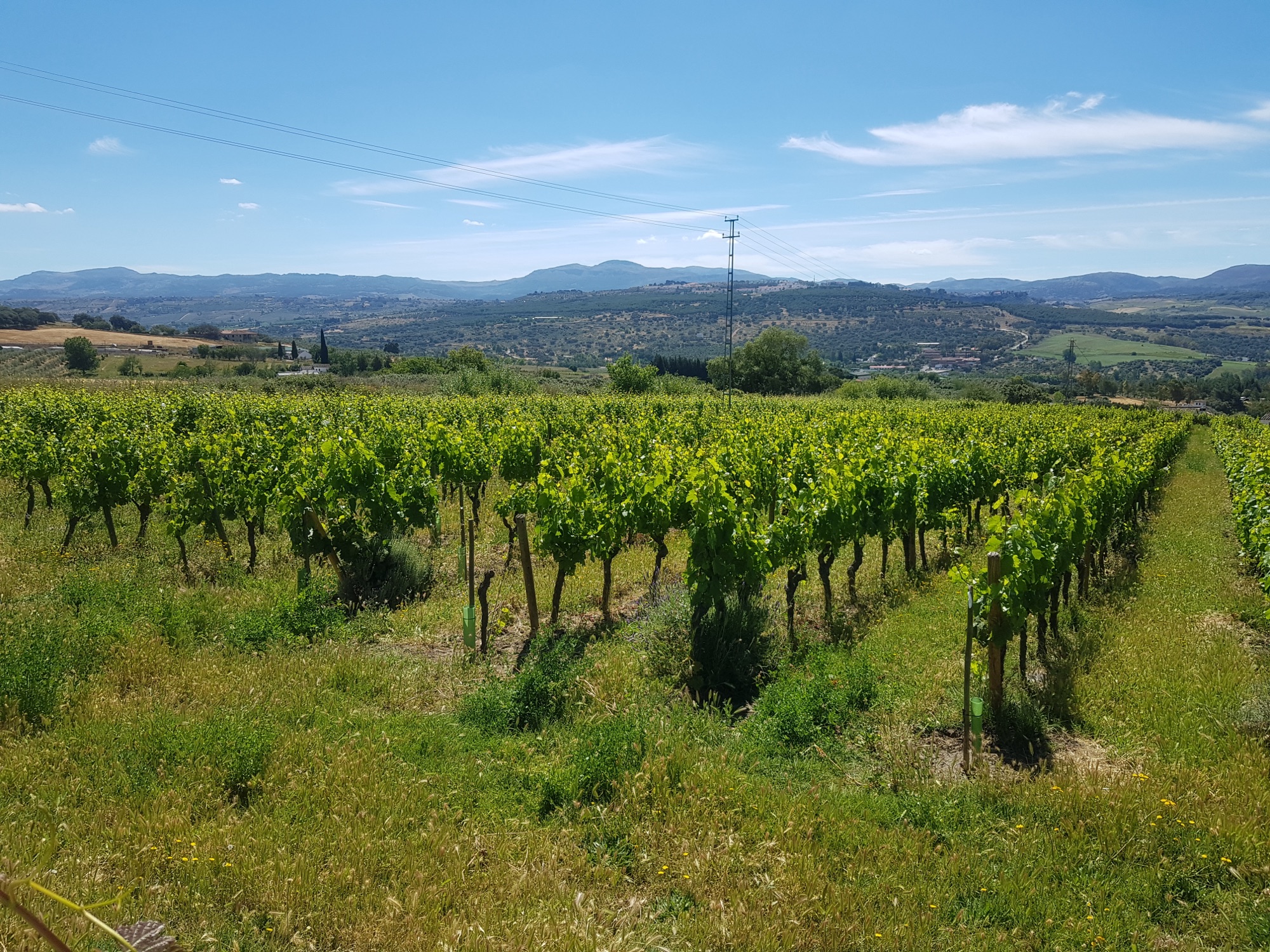 Vignes en altitude de la Serranía de Ronda, collines andalouses à l'arrière-plan
