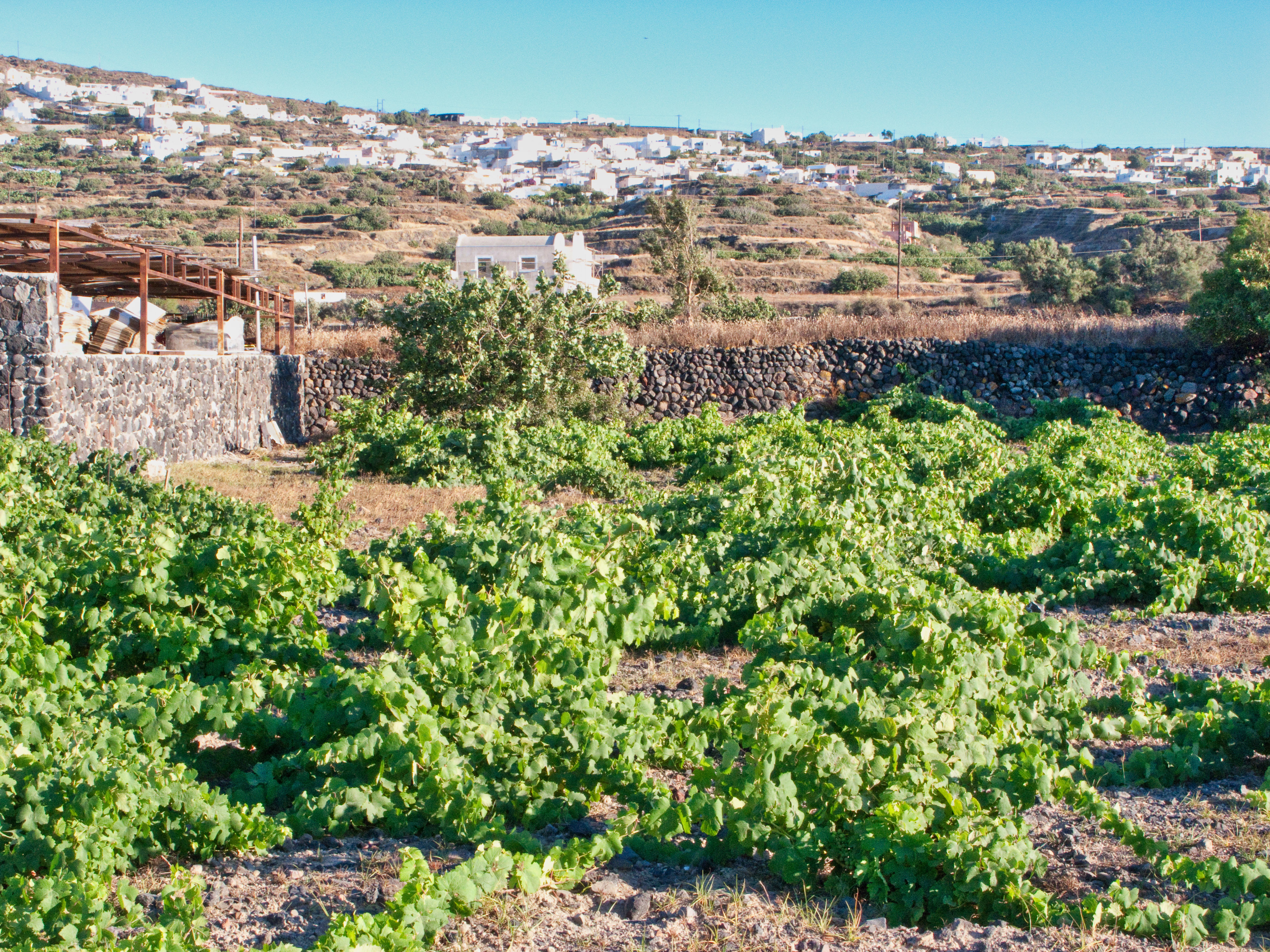 Des vignes basses dans un sol volcanique clair, un village blanc sur la colline au fond, à Santorin